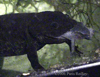 newt eating axolotl