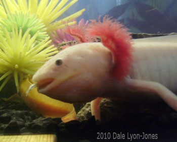 axolotl eating catfish