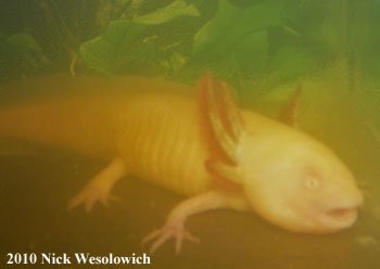 axolotl eating cory