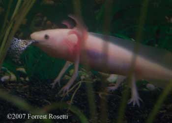 axolotl eating guppy