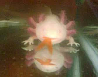 axolotl eating goldfish