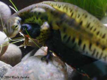 interspecies newt amplexus