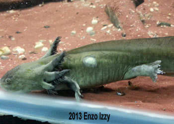 tiger salamander injured by pufferfish