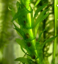 newt eggs