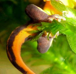 newt laying eggs