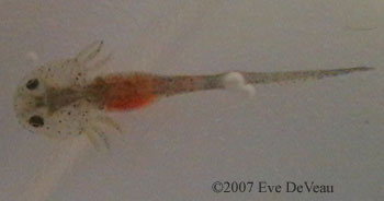 axolotl larva full of brine shrimp