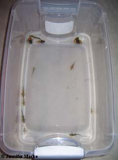 setup for raising larvae