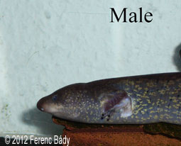 male