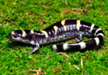 Ambystoma annulatum