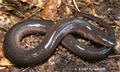 Amphiuma means