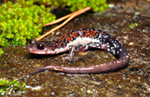 >Plethodon ouachitae