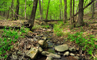 Woodland stream habitat