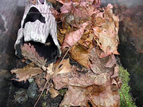 leaf litter substrate