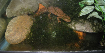 newt with no substrate