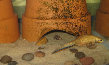 newt with no substrate