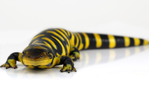 Tiger Salamander