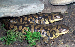 Tiger Salamander