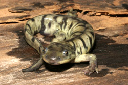 Tiger Salamander