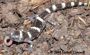 A. annulatum eating worm