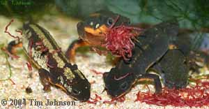 C. ensicauda eating bloodworms