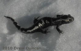 Ambystoma opacum in snow