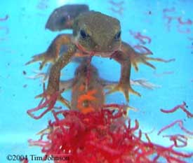 C. pyrrhogaster eating