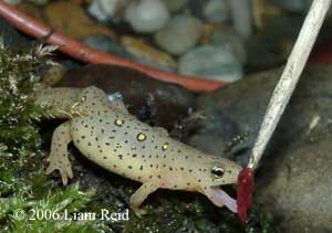 toothpick feeding