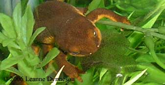 newt shedding skin