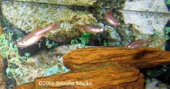 white cloud minnow