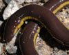 caecilian