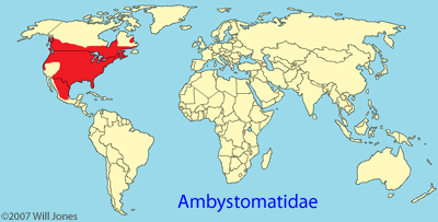 Ambystomatidae distribution