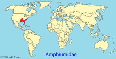 Amphiumidae distribution