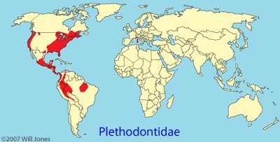 Plethodontidae distribution