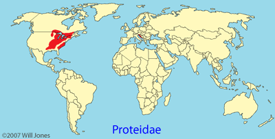 Proteidae distribution