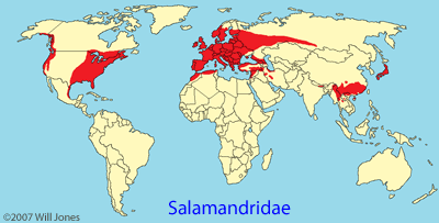 Salamandridae distribution