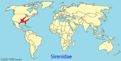 Sirenidae distribution