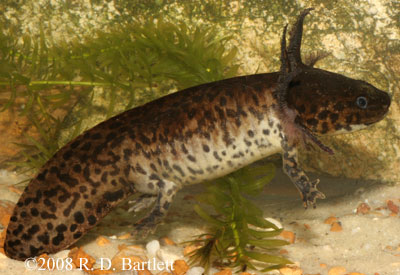 Ambystoma andersoni