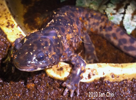 Ambystoma andersoni