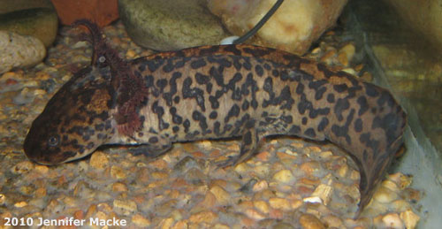 Ambystoma andersoni