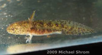 Ambystoma andersoni