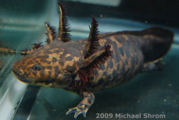 Ambystoma andersoni