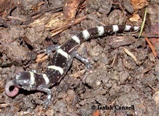 Ambystoma annulatum