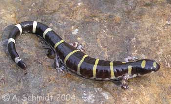 Ambystoma annulatum