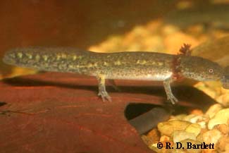 Ambystoma annulatum