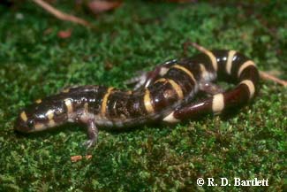 Ambystoma annulatum