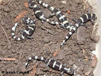 Ambystoma annulatum