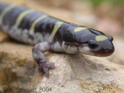 Ambystoma annulatum