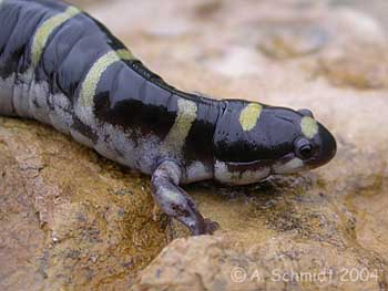 Ambystoma annulatum