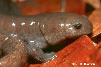 Ambystoma barbouri