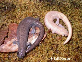 Ambystoma barbouri